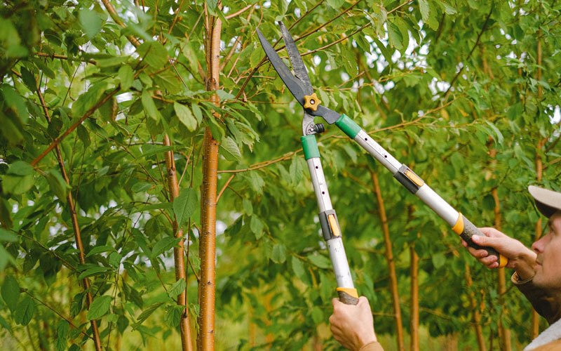 Tree trimming in Terra Ceia, FL